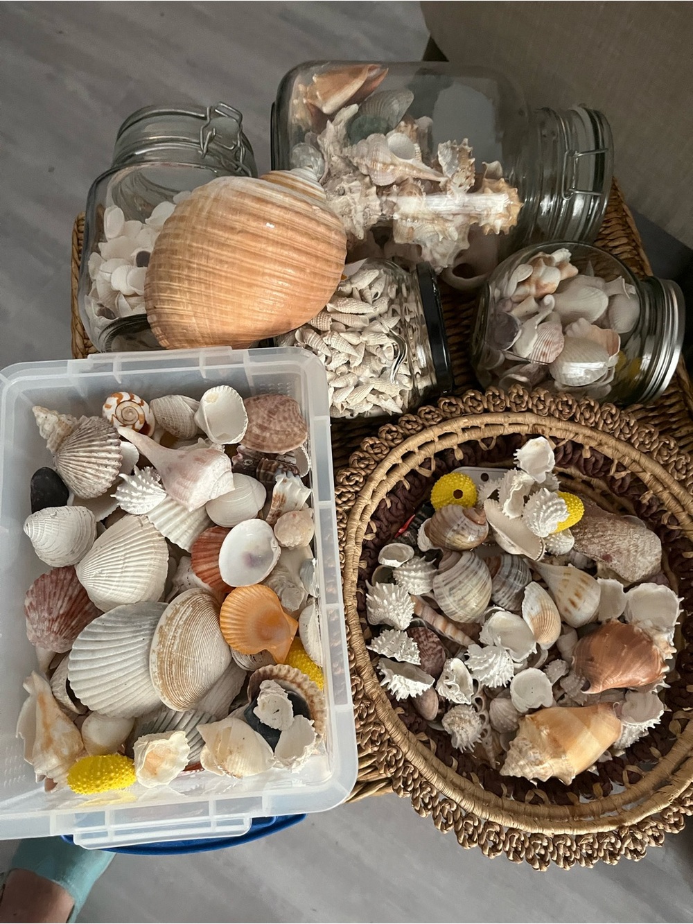Mixed Mystery Box  Natural Seashell Collection Huge Variety 2 Sizes !!